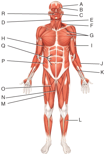 Multichoice The Muscular System Flashcards Easy Notecards