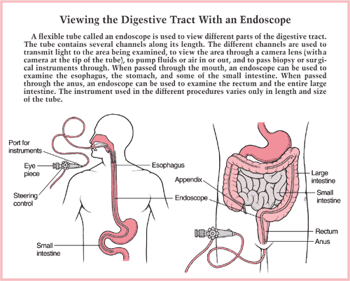 Print A&P CH23 Digestive System flashcards | Easy Notecards