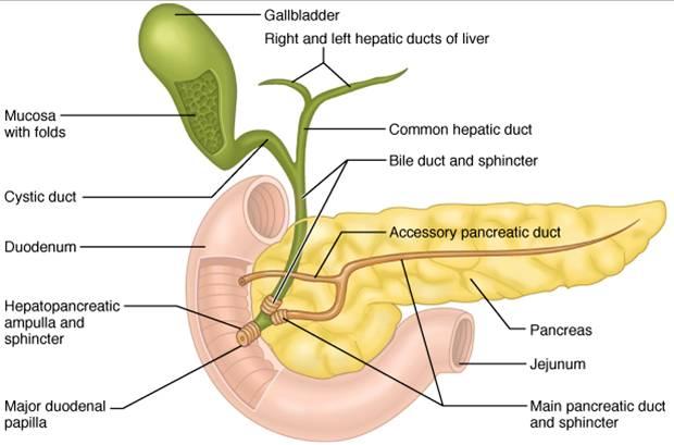 Print A&P CH23 Digestive System flashcards | Easy Notecards