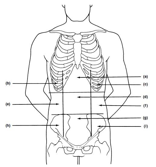 Exercise 1: The Language of Anatomy Flashcards | Easy ...