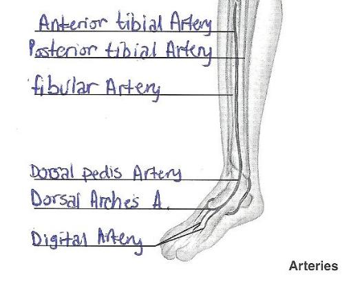 Print Exercise 32: Anatomy of Blood Vessels flashcards | Easy Notecards