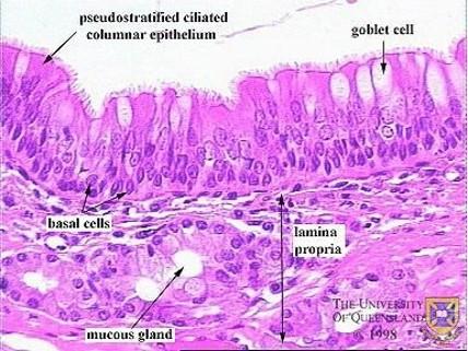 Vertebrate Histology Exam 4 Flashcards | Easy Notecards