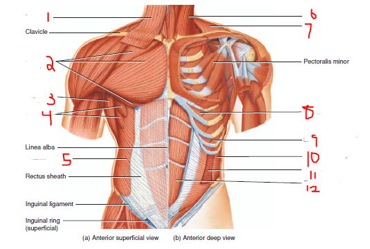 Anatomy Exam 2 Flashcards | Easy Notecards