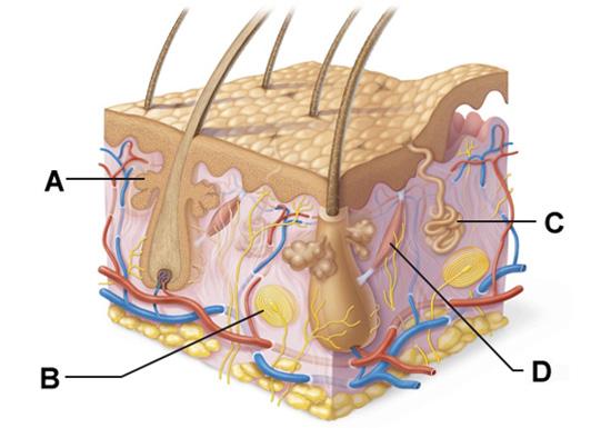 A&P Chapter 5 The Integumentary System Flashcards | Easy Notecards