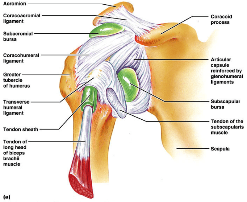 Bones, Muscle, and Articulations Flashcards | Easy Notecards