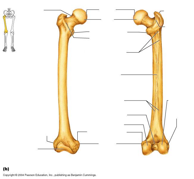 Bones, Muscle, and Articulations Flashcards | Easy Notecards