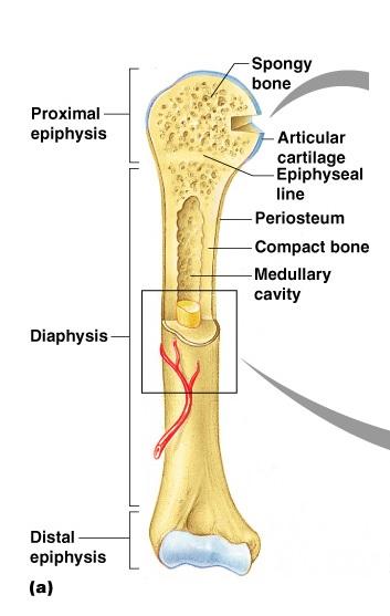 Contains Fat In Adult Bones 18