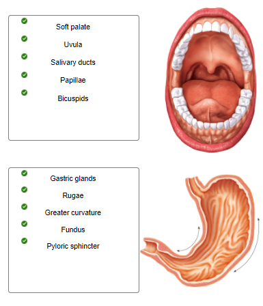 General aspects of the gut content of the Neoacrus spelaion sp. n