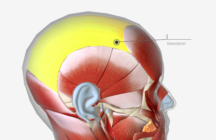 Массаж апоневроза головы. Апоневроз надчерепной мышцы. Апоневроз шлем анатомия.