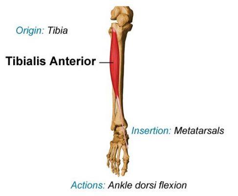 insertion-of-tibialis-anterior-musculoskeletal