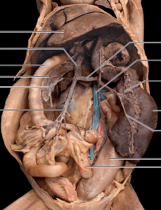 Dissection of blood vessels of cat Flashcards | Easy Notecards