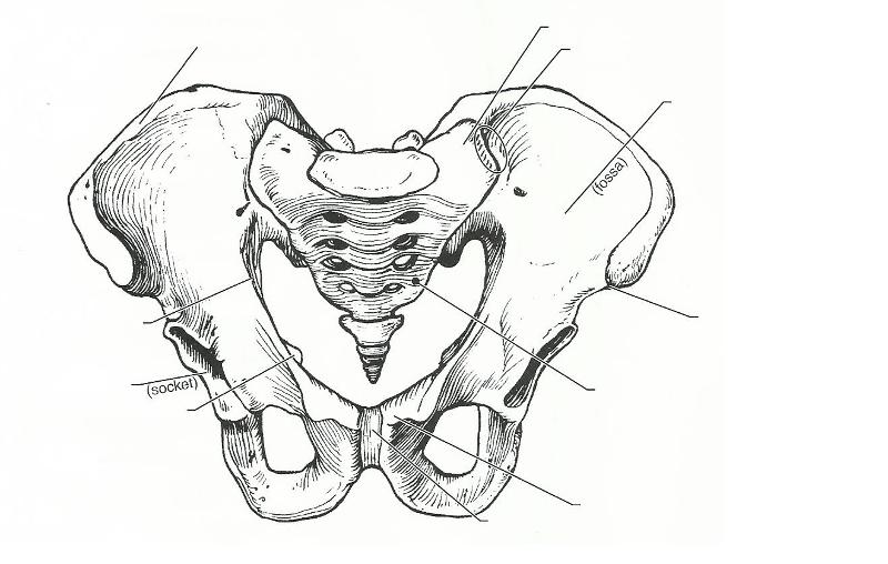 Print Exercise 11: The Appendicular Skeleton flashcards | Easy Notecards