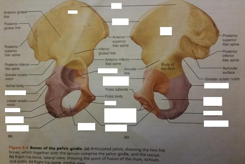 The pelvic girdle. (a) Lateral view of the right side to show the