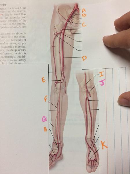 Anatomy Lab Practical Arteries and Veins Flashcards | Easy Notecards