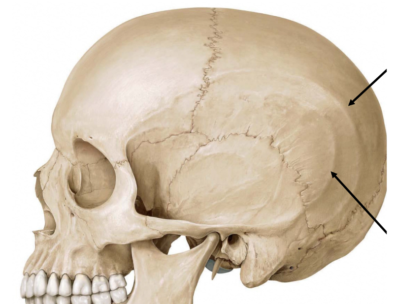 Sphenoid Skull. 