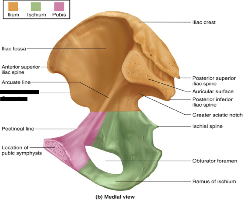 Lower Extremity Bones Flashcards | Easy Notecards