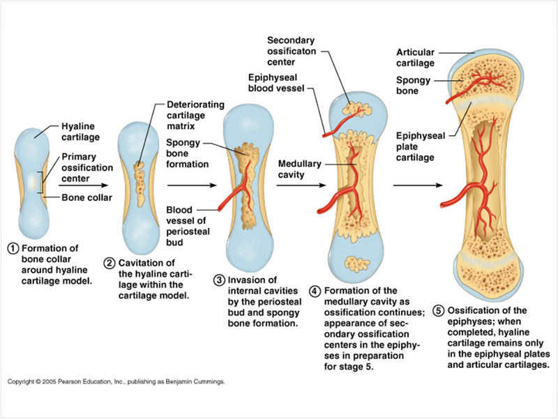 ch 6-9: skeletal system and articulations Flashcards | Easy Notecards