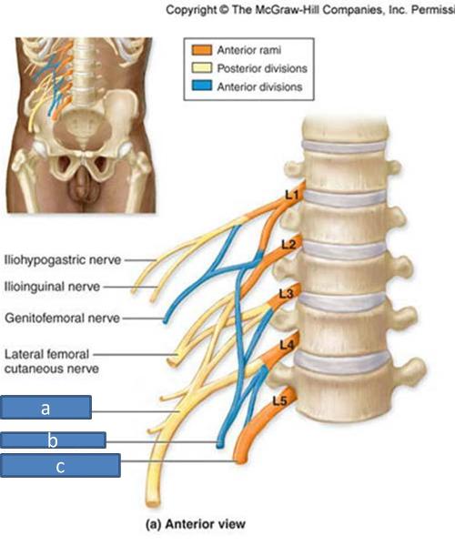 Anatomy Block III- Gluteal Region, Thigh, Lumbosacral Plexus Flashcards