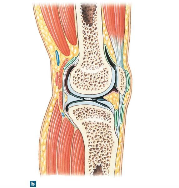 ch 6-9: skeletal system and articulations Flashcards | Easy Notecards