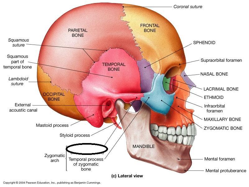 Week #3 Axial Skeleton: Skull Flashcards | Easy Notecards