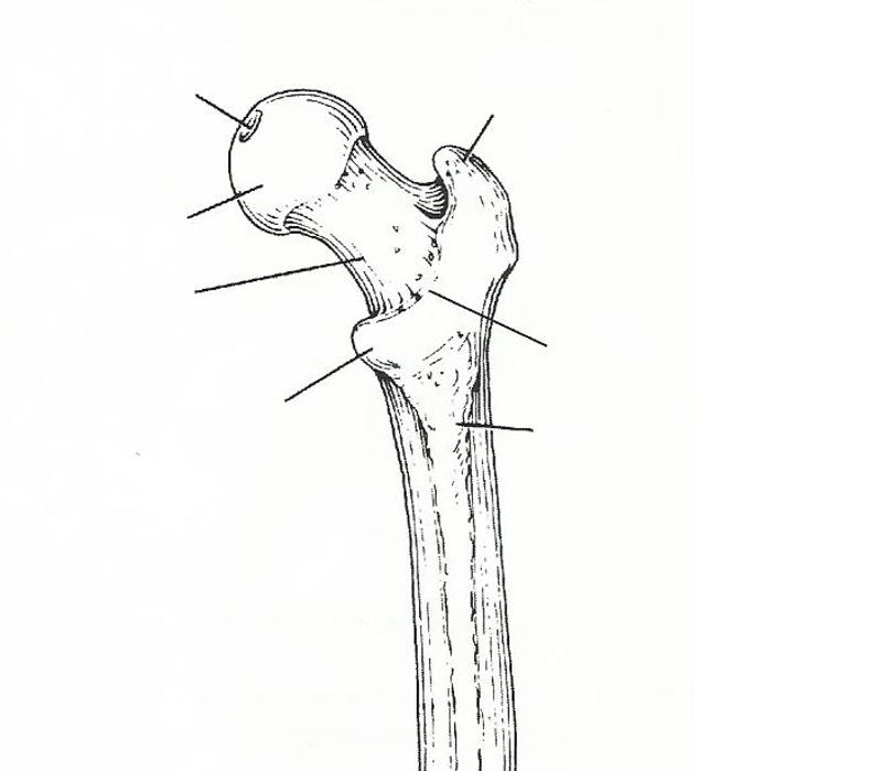 Exercise 11: The Appendicular Skeleton Flashcards | Easy Notecards