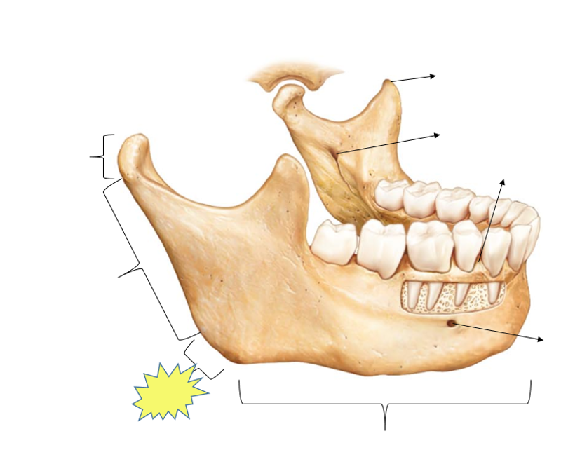 Head Anatomy Flashcards | Easy Notecards