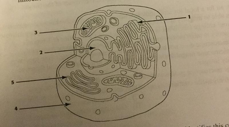 Ap Biology Cell/Metabolism Exam Flashcards - Easy Notecards