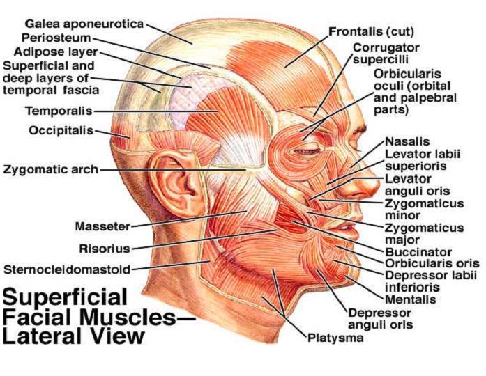 facial Deep head