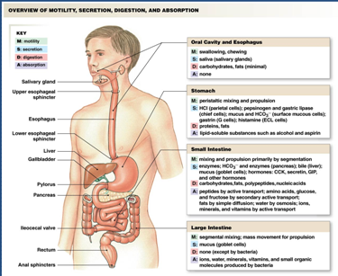 exercise 38 anatomy of the digestive system