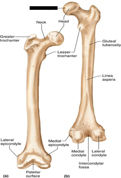 Print Lower Extremity flashcards | Easy Notecards