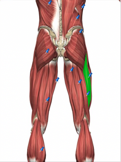 Musclular System Labeled Back / Biology 2404 A&P Basics | Human anatomy