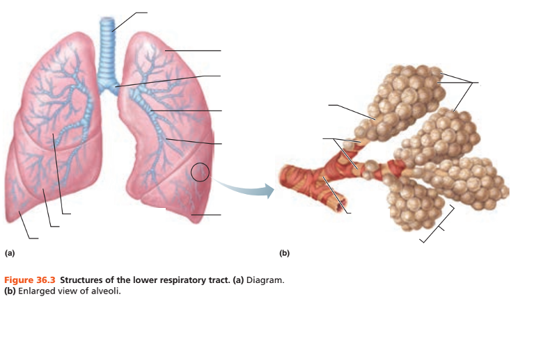 Activity 1: Identifying Respiratory System Organs-Upper and Lower