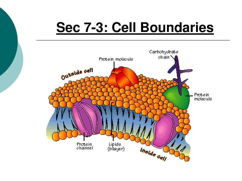 Print Chapter 2 Cells. flashcards | Easy Notecards