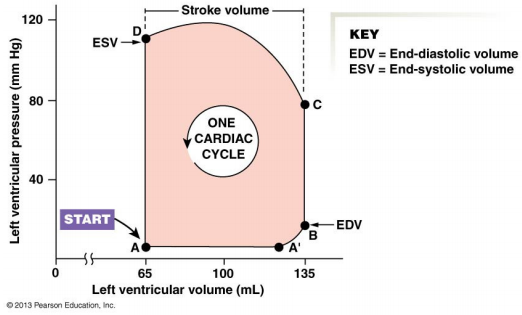 Теплоотдача радиаторов радена. Рабочее давление объем и. Work pressure volume. Рабочее давление объем и. Теплоотдача 1 секции алюминиевого радиатора 500.