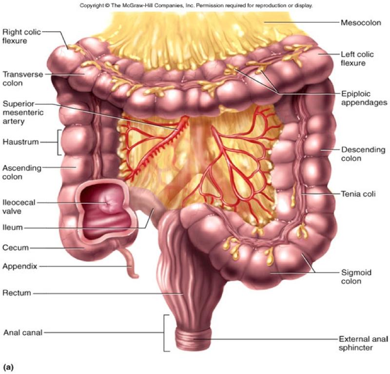 Digestion: H&P Flashcards | Easy Notecards