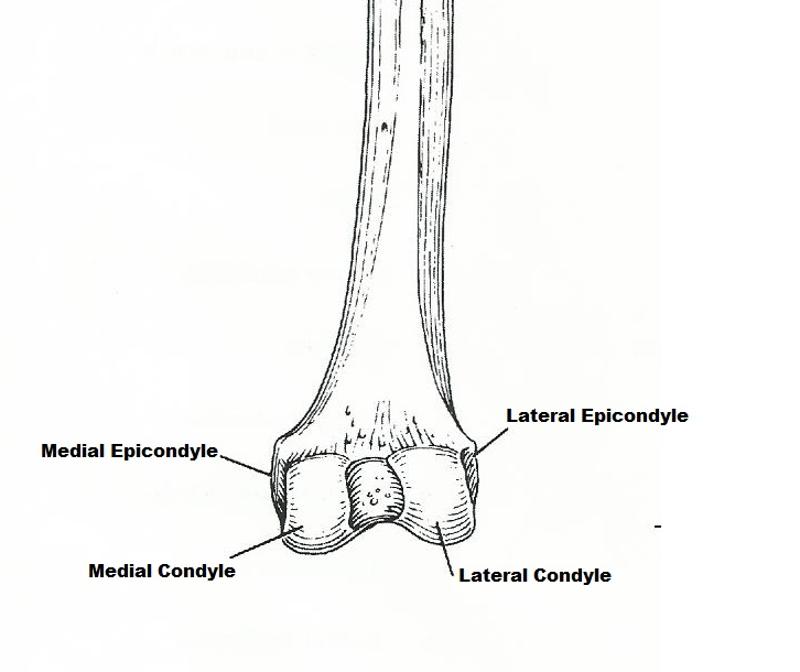 Exercise 11: The Appendicular Skeleton Flashcards | Easy Notecards