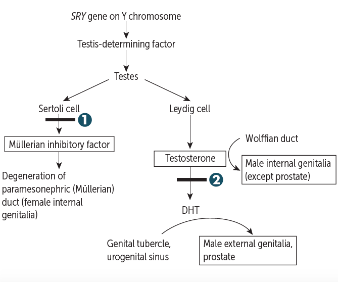 Determining factor. The custodians of biodiversity. Increased blood pressure. Dashman key biodiversity area. Determining factor.