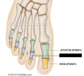 Lower Extremity Flashcards | Easy Notecards