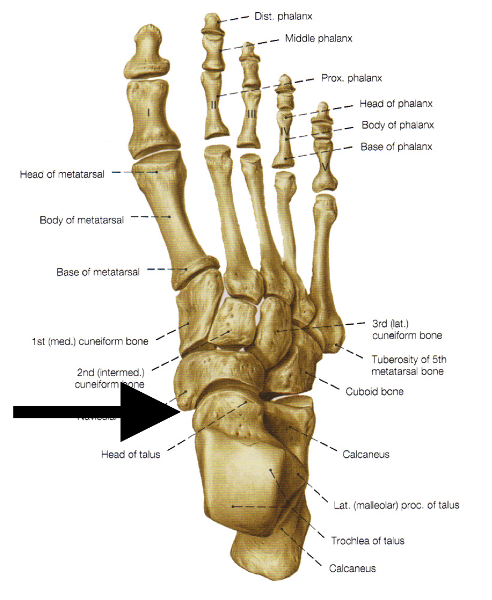 Lower Extremity Flashcards Easy Notecards
