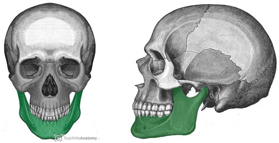 Human Biology- Bone List Flashcards | Easy Notecards