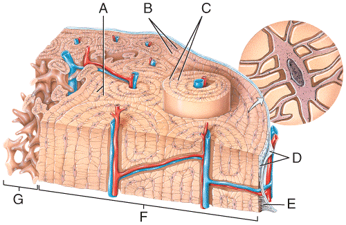 Print Multi Choice: The Skeletal System: Bone tissue flashcards | Easy