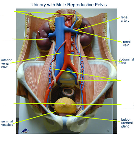 Print Activity 5: Examining the Human Torso Model flashcards | Easy