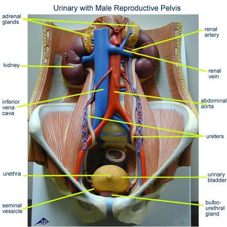 torso model labeled posterior