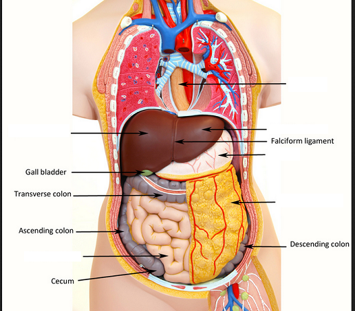 Activity 5 Examining The Human Torso Model Flashcards Easy Notecards Human body organs diagram game. activity 5 examining the human torso