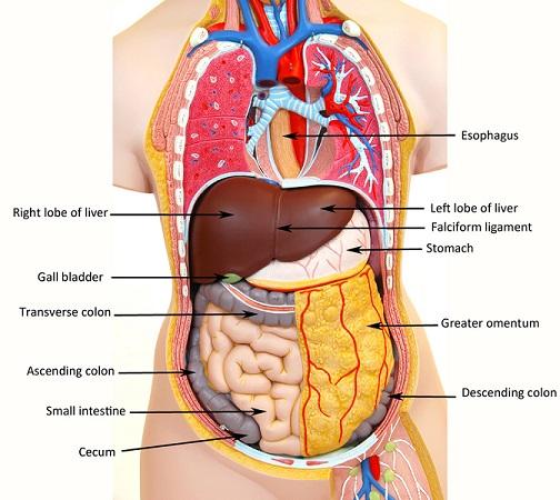 torso model labeled posterior