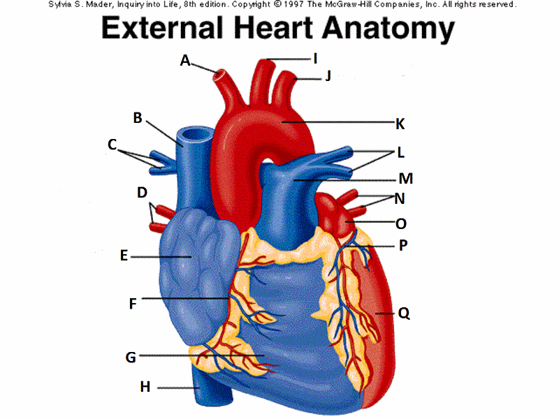 Print A&P II Lab review Circulatory system (Part 1) flashcards | Easy