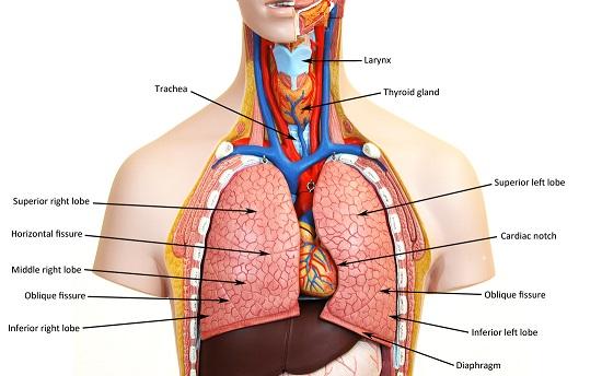 Pip internal. Схема дыхательной системы.