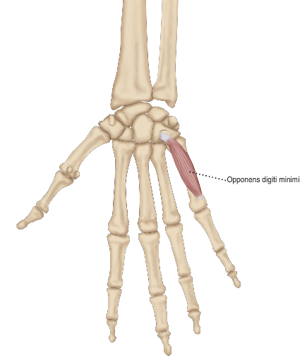 chapter 7 Flashcards | Easy Notecards