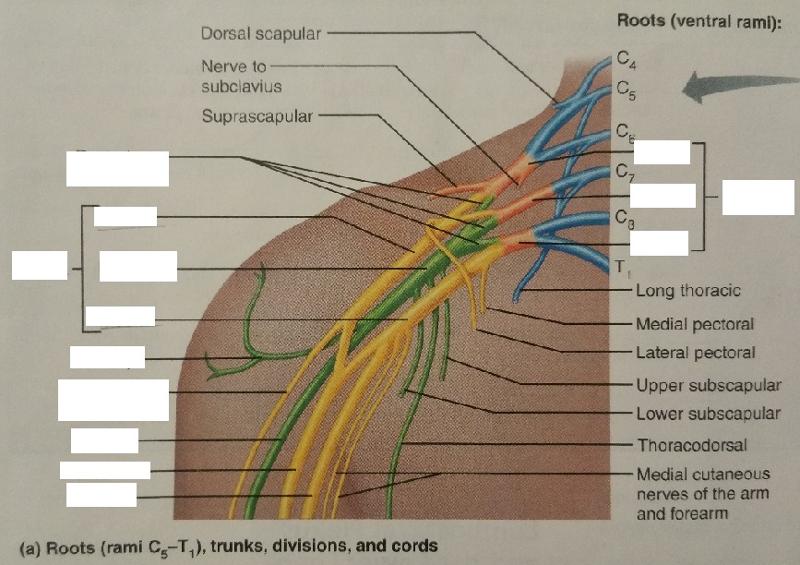 Activity 3: Spinal Nerves and Nerve Plexuses and Identifying the Major