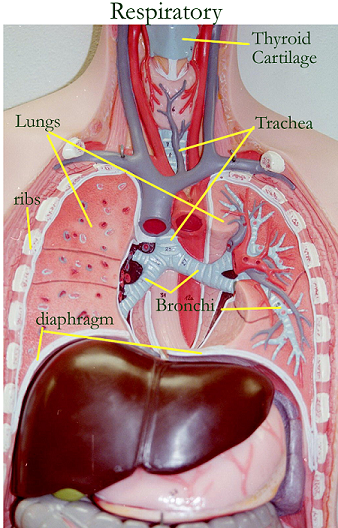 Activity 5: Examining the Human Torso Model Flashcards | Easy Notecards